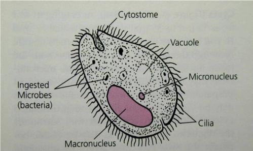 nebezpečí představuje toxoplasma pro gravidní ţeny. Prevencí je důkladná hygiena a konzumace tepelně upraveného masa (Harker, 2015). Obr. 30: Schéma buňky Toxoplasma gondii Převzato z: http://mmbr.