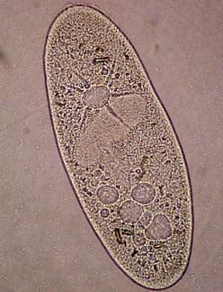 Na světě je známo více neţ 20 000 druhů prvoků. Zelení prvoci s chloroplasty, kteří tvoří fotosyntetizující plankton v mořích a sladkých vodách, jsou největšími producenty biomasy a kyslíku na Zemi.