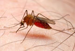 Působí jejich rozpad a do krve uvolňují látky působící horečky vysoké aţ 42 C. Malárie není u nás rozšířena, ale můţeme si ji přivézt z cest do oblastí, kde se krvinkovky vyskytují.