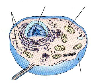 stěna Ribozómy Bičík Golgiho komplex Cytoplasmatická membrána