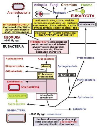 Endosymbiotický vznik eukaryotní buňky - podíl řady prokaryotních, ale i