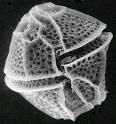 Alveolata: Dinophlagelata (= Dinozoa) - zvláštní jádro (dinocaryon) bez histonů, chromozomy nalepené