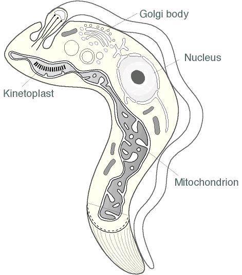 Kinetoplastida kinetoplast je velká masa kruhové DNA ve velké mitochondrii Bodo volně žijící Leishmania