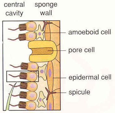 v něm pohlavní buňky + sklerocyty (produkují anorganické