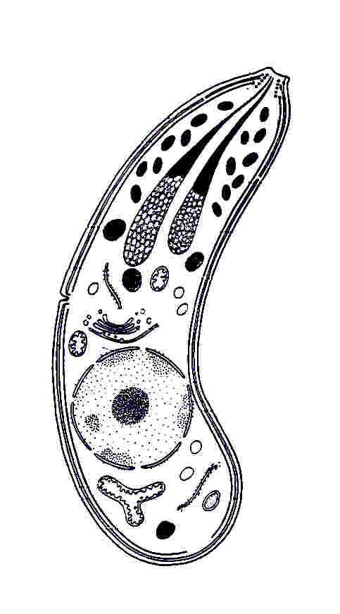 Struktura zoitu (sporozoitu, merozoitu) org. apikálního komplexu 1. vnější membrána 2 vnitřní membrány tvoří alveolus (=plochý měchýřek) ER mikropor (fce buň.