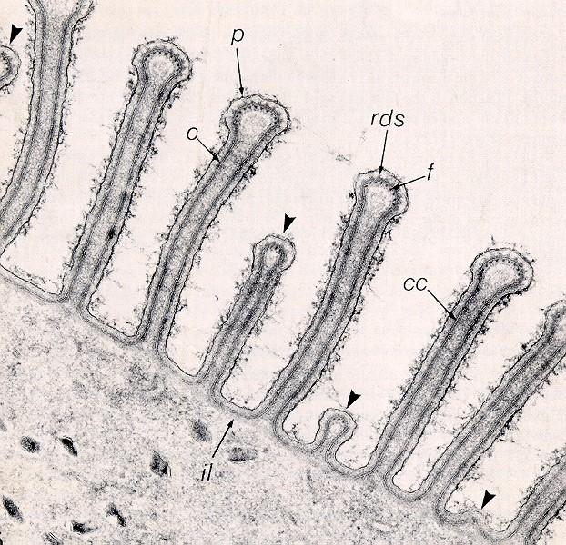 2. řád: Eugregarinida (eugregariny) nejpočetnější řád paraziti kroužkovců (Annelida), členovců (Arthropoda) SPOROZOIT částečně zanořený do buňky a