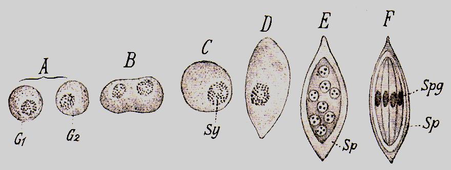 skupina Aseptatina Monocystis lumbrici cizopasník v semenných váčcích