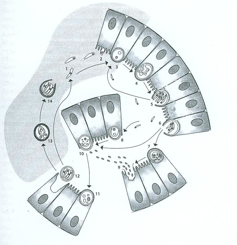 1., 2. SPOROZOITI uvolnění z OOCYSTY vyhledávají povrch střevní sliznice hostitele usídlení v mikroklicích 3.-5. první merogonie vytv. parazitoformní vakuoly, růst merontu 6.
