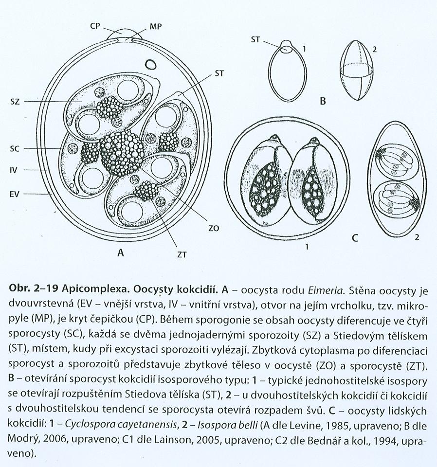 rod Eimeria oocysty: vejčité + 4 x sporocysta +Stiedova tělíska