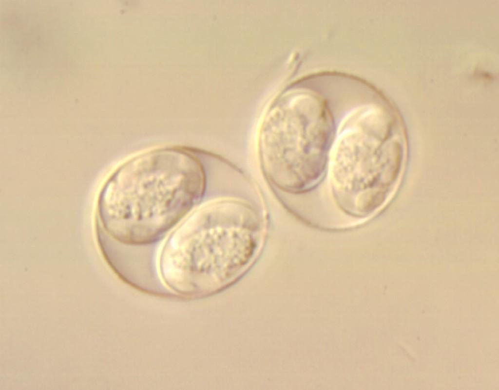 Isospora suis - oocysty způsobuje kokcidiózu novorozených selat jednohostitelský cyklus Isospora
