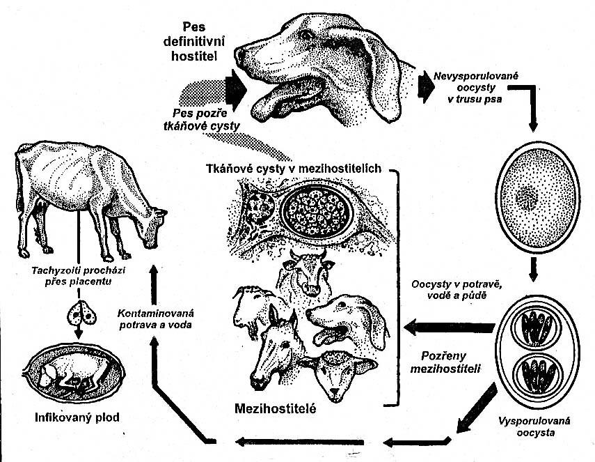 Neospora caninum kokcidie blízká T.