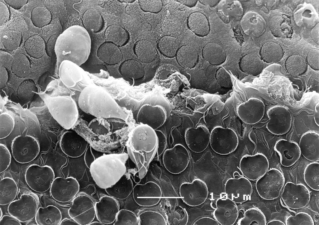 Giardia intestinalis přichycení na