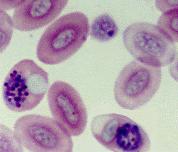 orgánů Rod Haemoproteus vývoj GAMONTŮ v erytrocytech merogonie neprobíhá v erytrocytech, ale v
