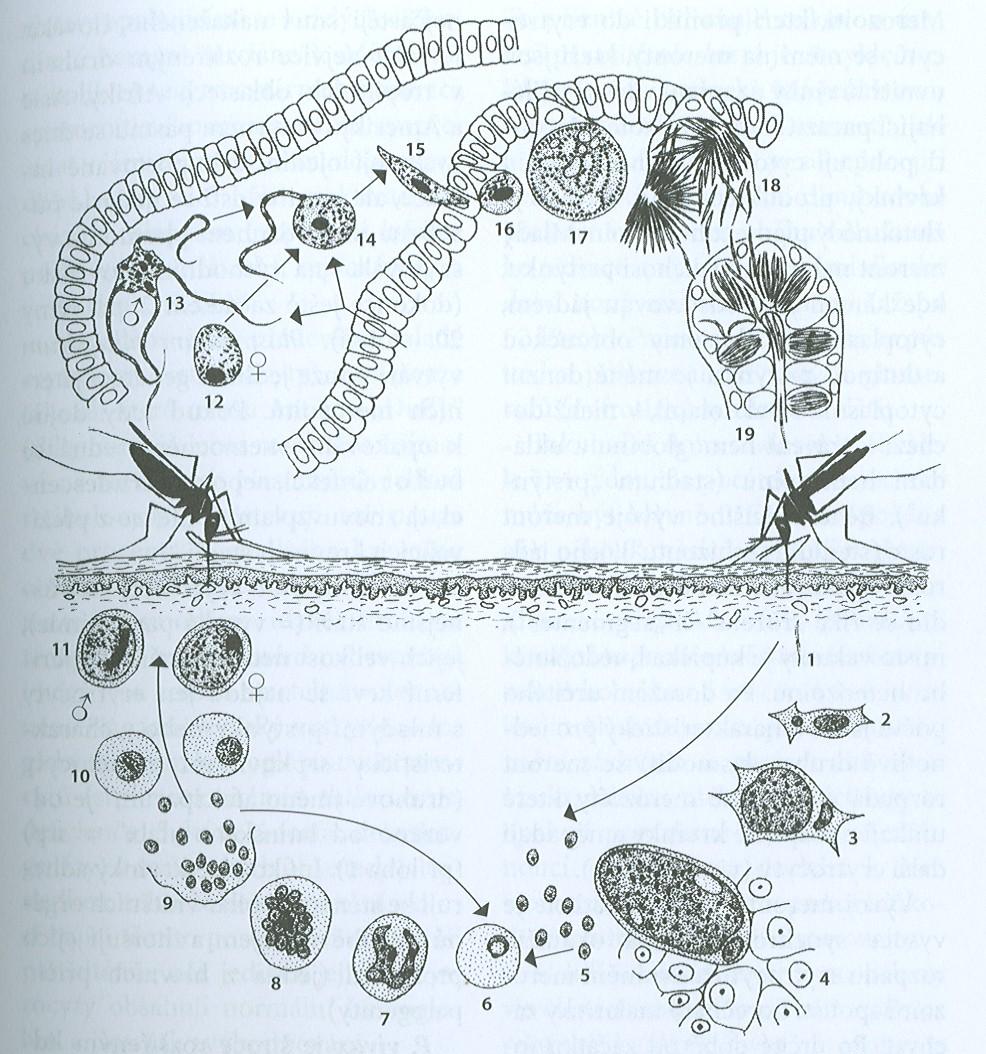 1. při sání komára- injikace SPOROZOITŮ do krve hostitele 2. do jaterních buněk, 3., 4. exoerytrocytární merogonie a) opakování b) 5. MEROZOITI do ERY, 6. nejprve ve stádiu prstýnku. 7-9.
