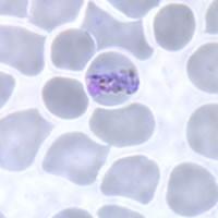 Plasmodium malariae suptropa a tropy