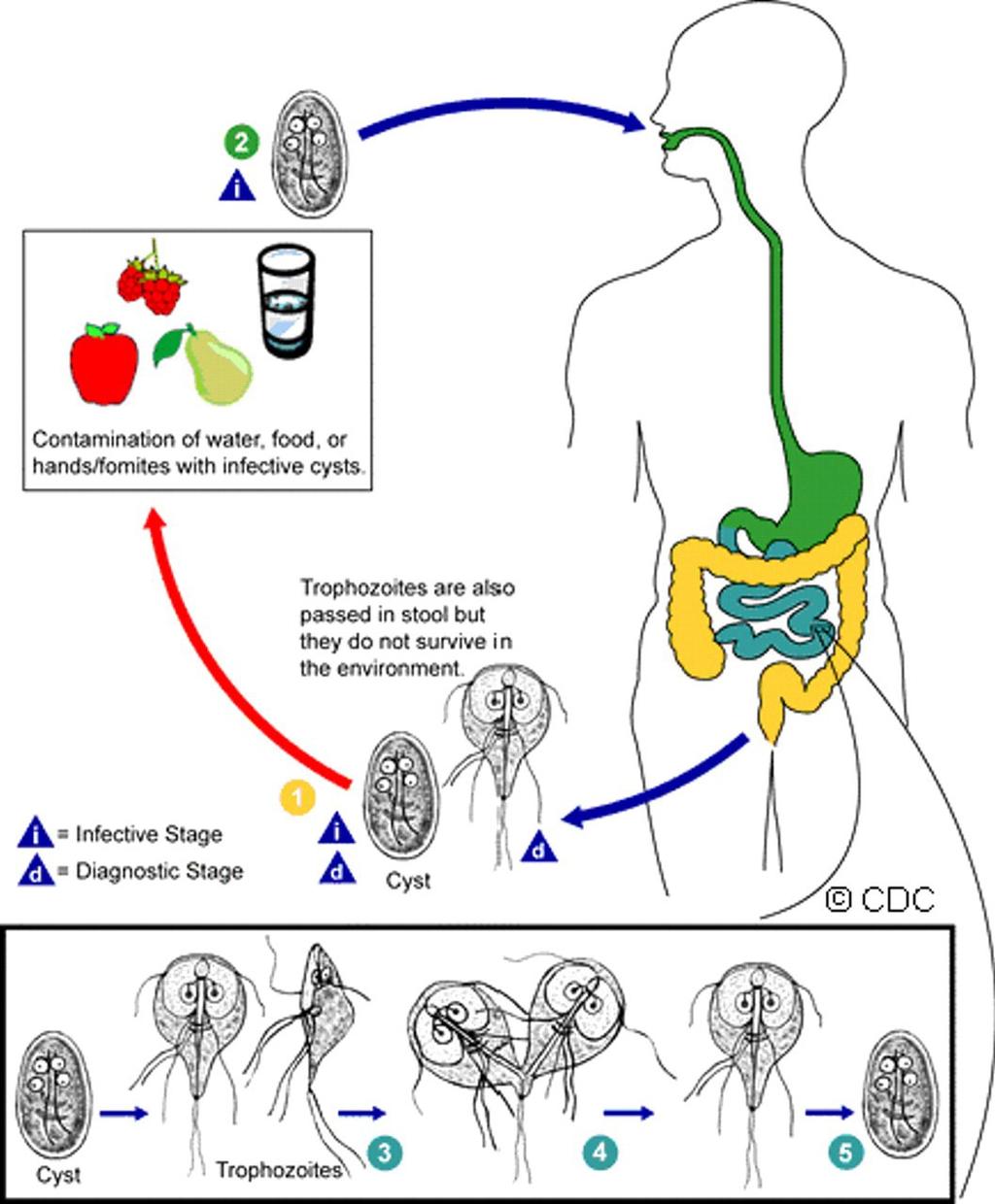 Giardia intestinalis - infekční dávka několik cyst - excystace cyst v duodenu - trofozoiti v tenkém střevě, žlučovodech, žlučníku - 1.