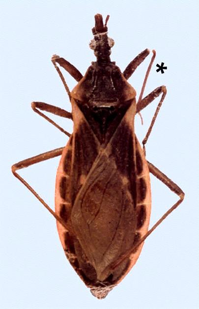 Trypanosoma (Schizotrypanum) cruzi Chagasova choroba v