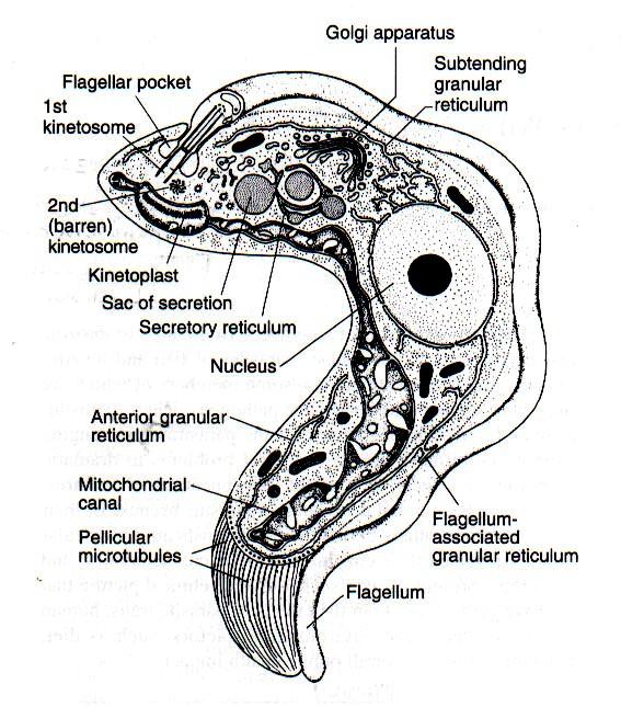 Morfologie Trypanosoma brucei sledner form = štíhlé