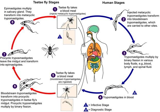 Vývojový cyklus T. brucei 2. 2. přenos metacykl. TRYPOMASTIGOTŮ (s Ag povrchem) 3. štíhlá forma TRYPOMASTIGOTA binární dělení namnožení v krvi, 4.