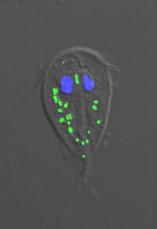 2.třída: Trepomonadea 4 bazální tělíska bičíků v těsné blízkosti jádra 1 bičík = zpětný, probíhá cytostomem (fagocyt.