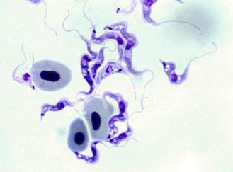 trypomastigoti Trypanosoma carassii -kaprovité ryby Trypanosoma
