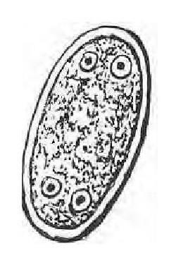1.řád Enteromonadida 1 jádro 1 bičíkový aparát 1 nebo žádný cytostom