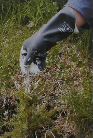 Ensayo de averiguación de eficacia de los repelentes en el Parque Nacional Torres del Paine, esquema de la siembra Protocolo No. Especie (parcela No.) Lenga Nothofagus pumilio (Poepp. et Endl.