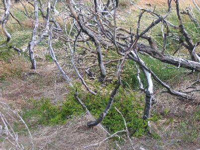 Ñirre Rok 2007 Klasifikace vegetačního pokryvu : Plocha 1 439 ha