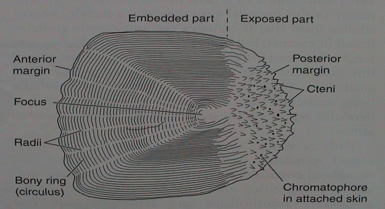 b) kosmoidní (lamelární kost = izopedin, vaskulární kost, dentin=kosmin,