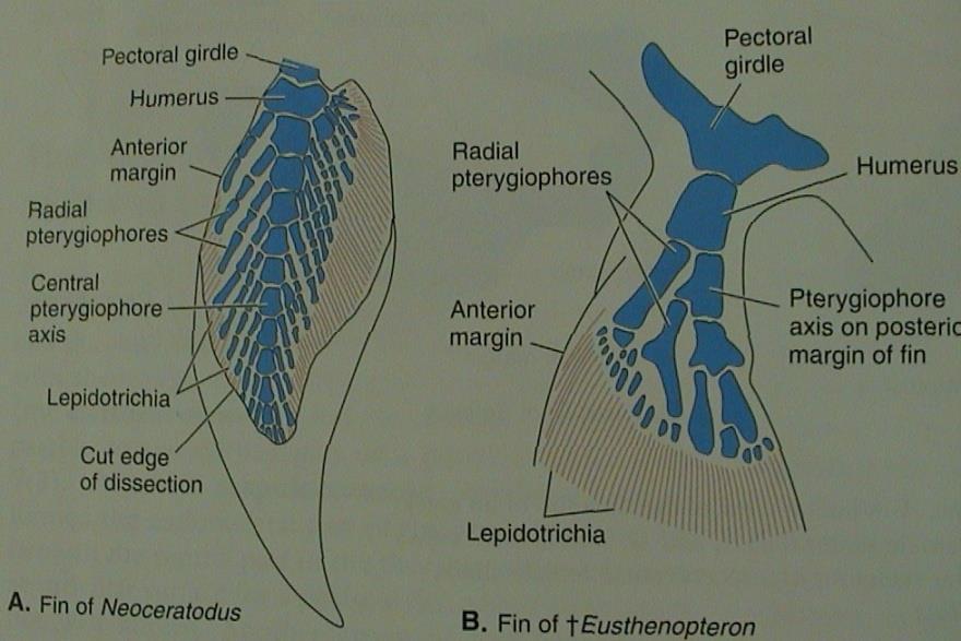 Sarcopterygii (archipterygium) pinnae pectorales pinnae ventrales pásmo: