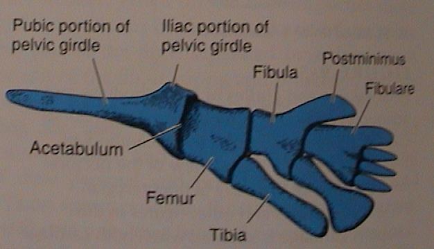 (interclavicula) komplex cleithrum pelvis (ilium, pubis) volná končetina: