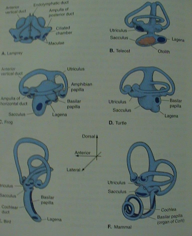 (U,S, DS)+ sluch (lagena - cochlea) B.