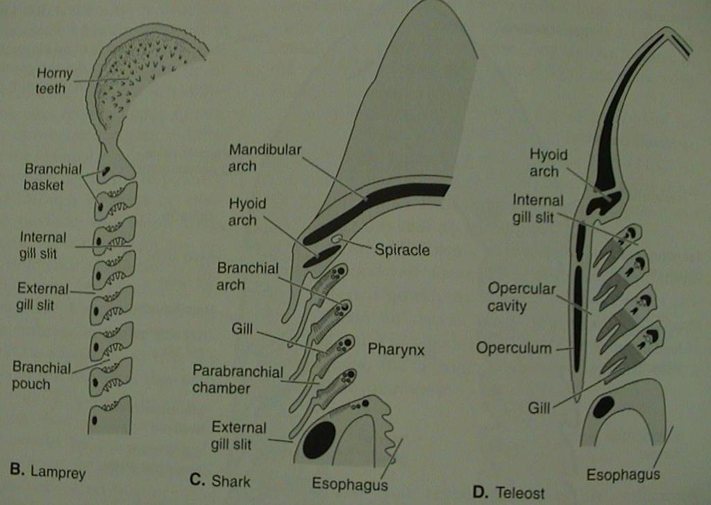 7. Dýchací soustava žábry žaberní váčky žaberní