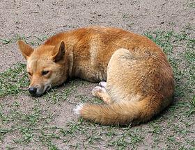 Původ psa Dingo a polynéských psů Dingo má jednoznačný původ ve východní Asii (v mtdna vykázaly vysokou podobnost se zdomácnělými psy východní Asie a arktické Ameriky) mtdna Dinga se od těchto