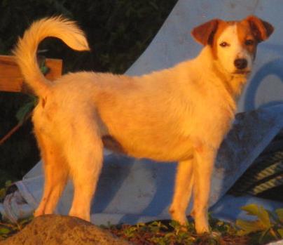 Původ psa Dingo a polynéských psů analýza mtdna prastarých polynéských psů nejen australský Dingo, ale i polynéští psi