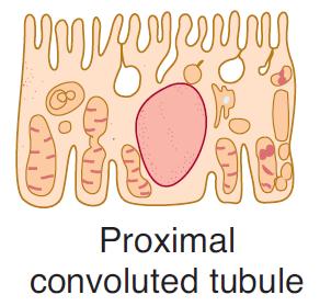 Struktura nefronu - tubulus glomerulus proximální stočený