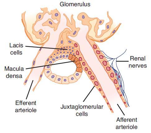 Struktura nefronu - tubulus glomerulus proximální stočený kanálek