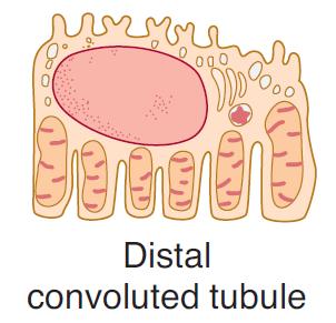 Struktura nefronu - tubulus glomerulus proximální stočený kanálek Henleova