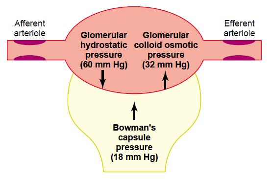 Tvorba moče - Glomerulární filtrace GFR = K f čistý filtrační tlak P G π G Ganong s Review of Medical Physiology, 23 rd edition π B Za fyziologických