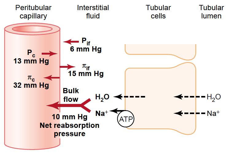 Tvorba moče Tubulární procesy Fyzikální síly působící v