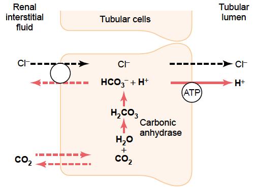 Tvorba moče Tubulární procesy Sběrací kanálek (+ konec distálního tubulu) 1) principiální