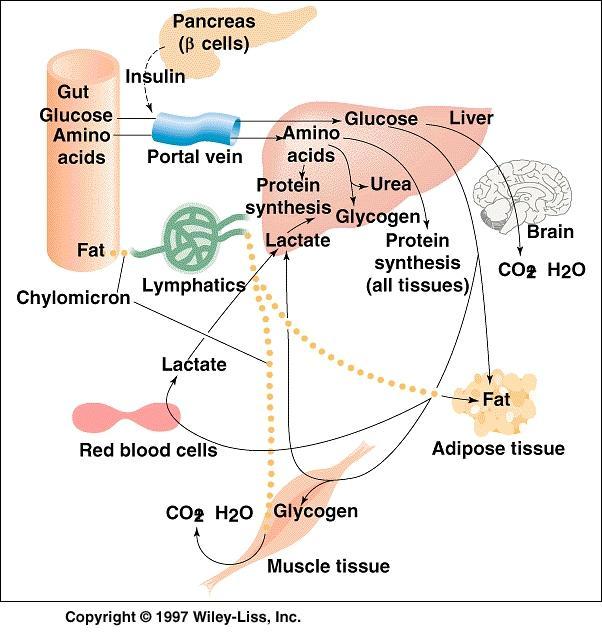 Metabolické vztahy hlavních