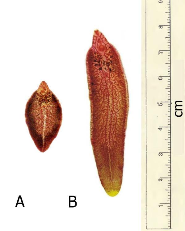 1. TEORETICKÝ ÚVOD 1.1. MOTOLICE JATERNÍ (FASCIOLA HEPATICA) 1.1.1. ZÁKLADNÍ CHARAKTERISTIKY MOTOLICE JATERNÍ Motolice jaterní (Fasciola hepatica) je extracelulární endoparazit patřící do třídy Trematoda (motolice), žijící v játrech hostitele.
