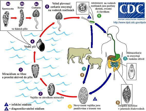 Vyvinuté cerkarie opouštějí tělo redie a poté i tělo plže, který exodus cerkarií v drtivé většině případů nepřežije.