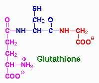 glutathionreduktáza GS-SG + NADPH+H + 2 GSH + NADP + glutathion = redoxní pufr