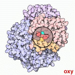 hemoglobin Animace převzata z http://en.