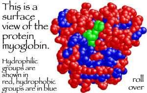 HEM MYOGLOBIN hemoglobin nemá kvarterní strukturu, má pouze 1 polypeptidový řetězec slouží ve svalu k vazbě O 2 do zásoby váže kyslík pevněji než hemoglobin Obrázky