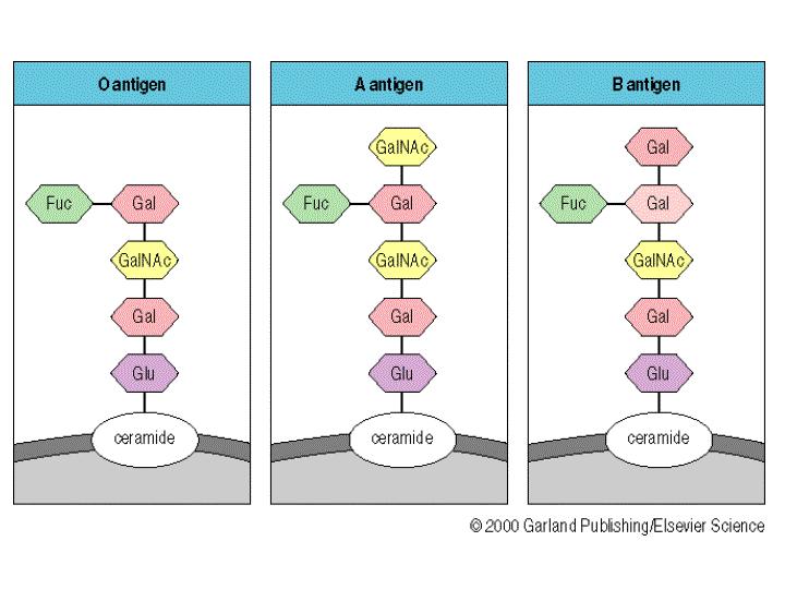 Membránové antigeny příklad: ABO systém Obrázek převzat z