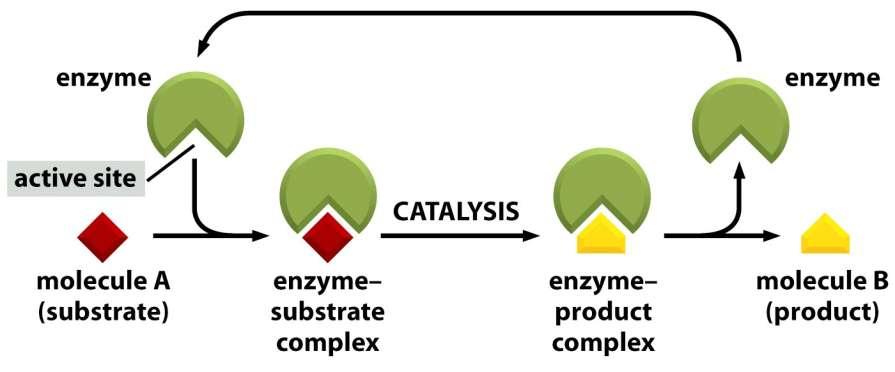 Enzymy Figure 2-47 Molecular Biology