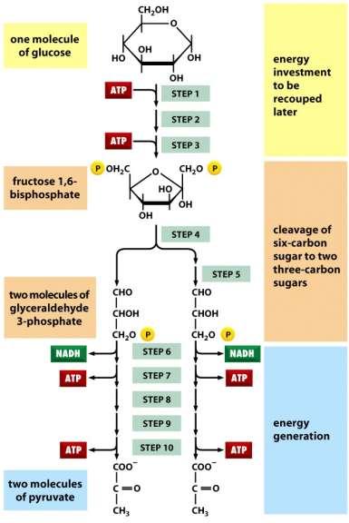Glykolýza Jak buňky získávají energii z jídla Figure 2-70